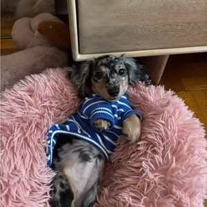 Little Beast Blue Striped Dog Shirt (Official name = Greek to Me)